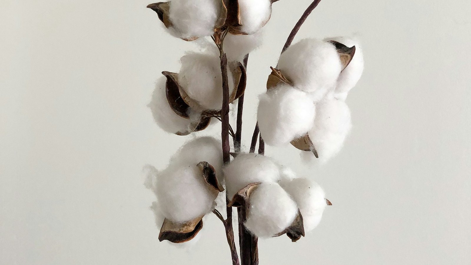 Cotton bolls open on the stem against a pale background